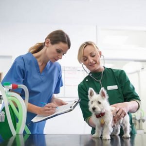 Auxiliar de Veterinário