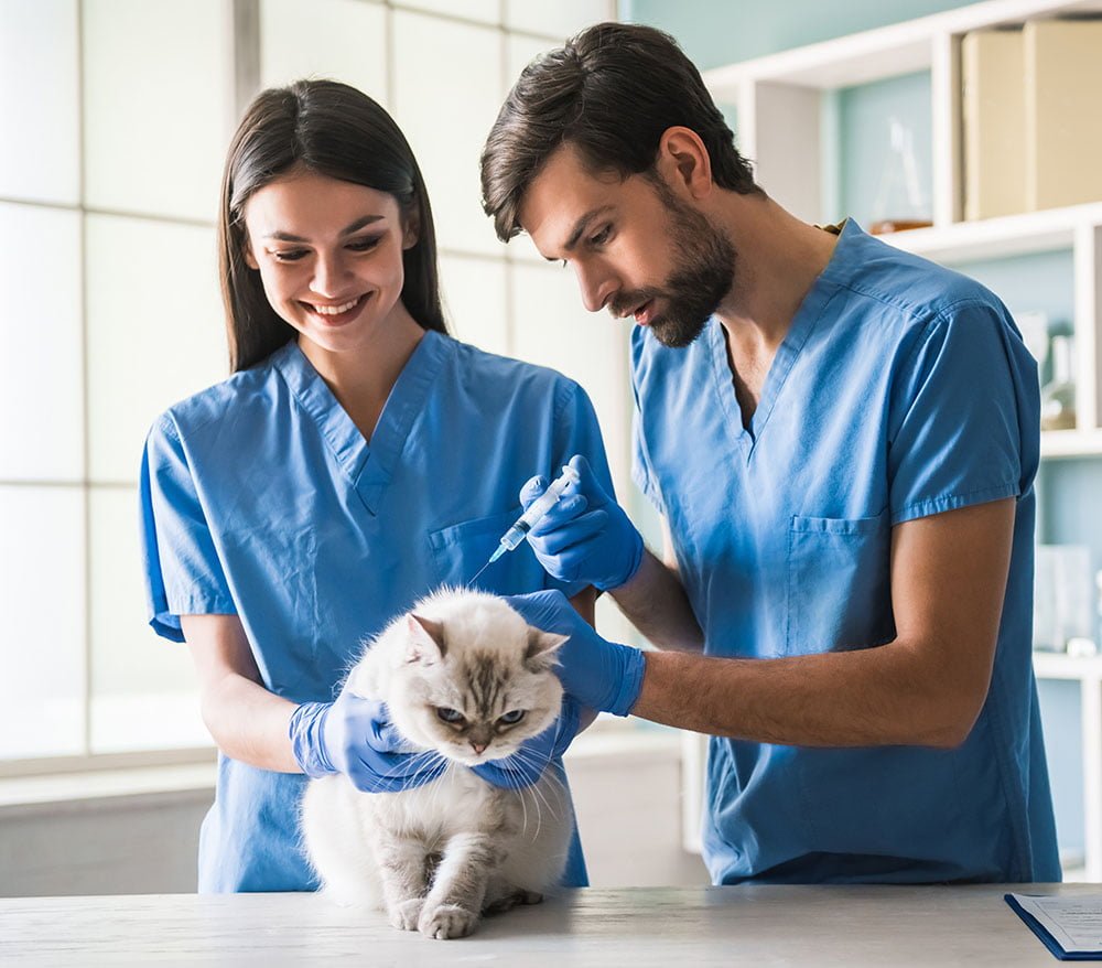At the veterinarian